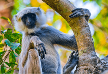 biodiversity preservation framework biodiversity preservation framework