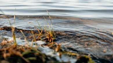 Basra Water Salinity Crisis Basra Water Salinity Crisis