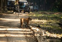 Best Tiger Safari in India Best Tiger Safari in India