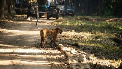Best Tiger Safari in India Best Tiger Safari in India