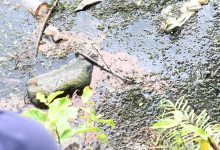 Futala Lake Pollution Nagpur Futala Lake Pollution Nagpur