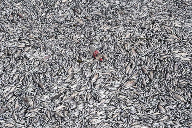 Gurupura Backwaters Fish Die Off 1 Gurupura Backwaters Fish Die-Off