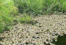 Gurupura Backwaters Fish Die Off Gurupura Backwaters Fish Die-Off