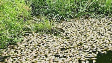 Gurupura Backwaters Fish Die Off Gurupura Backwaters Fish Die-Off