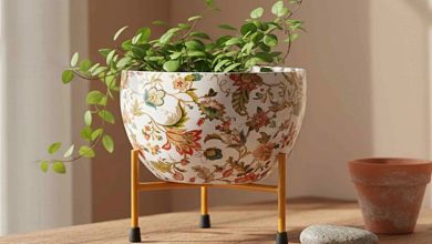 Indoor plants air quality Chennai Indoor plants air quality Chennai