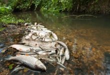 Mangaluru Fish Deaths Sewage Pollution Mangaluru Fish Deaths Sewage Pollution