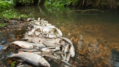 Mangaluru Fish Deaths Sewage Pollution Mangaluru Fish Deaths Sewage Pollution