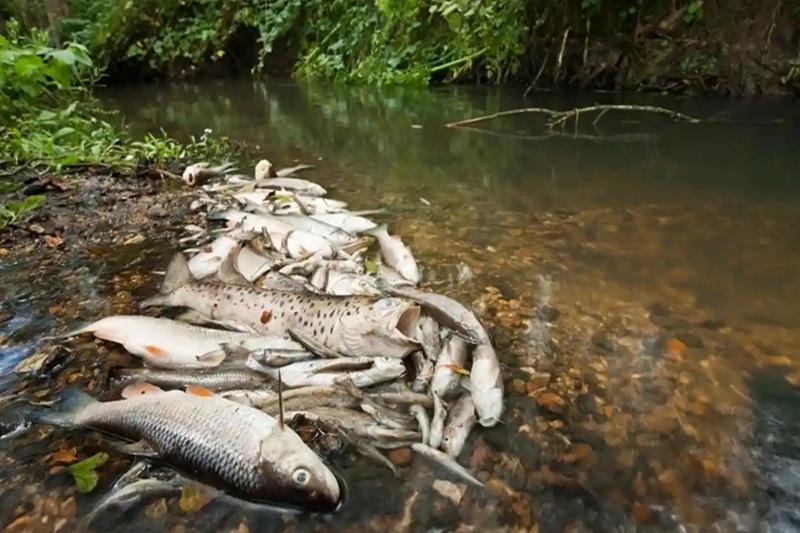 Mangaluru Fish Deaths Sewage Pollution Mangaluru Fish Deaths Sewage Pollution