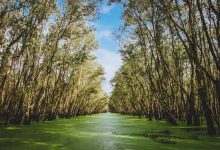 Mangrove Forests Vietnam Mangrove Forests Vietnam