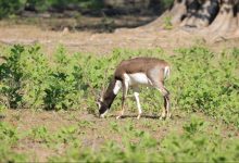 National Parks Wildlife India National Parks Wildlife India