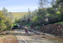 Palm Beach Road Tree Removal Impact Palm Beach Road Tree Removal Impact