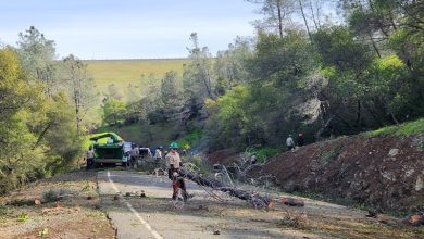 Palm Beach Road Tree Removal Impact Palm Beach Road Tree Removal Impact
