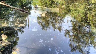 Phalguni River Pollution Mangaluru Phalguni River Pollution Mangaluru