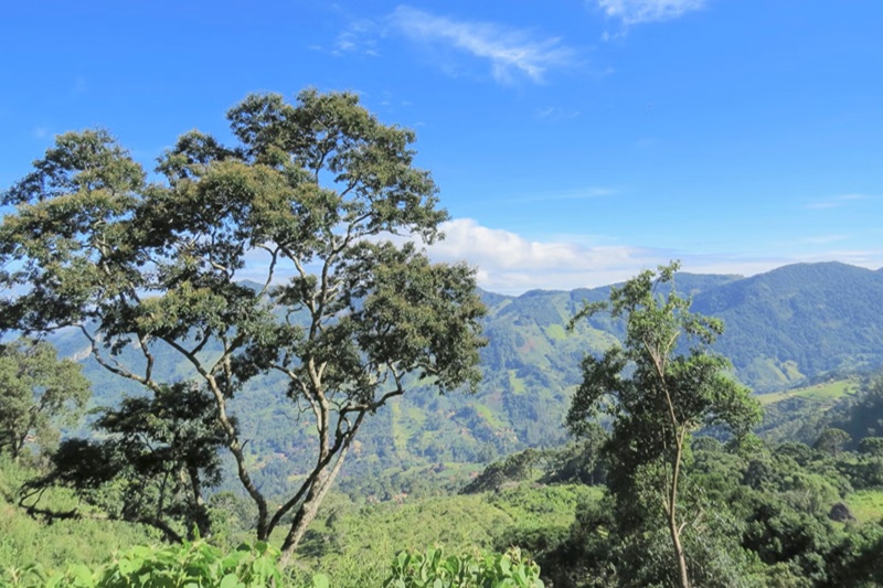 Rainforest Conservation Projects in Brazil 1 Rainforest Conservation Projects in Brazil