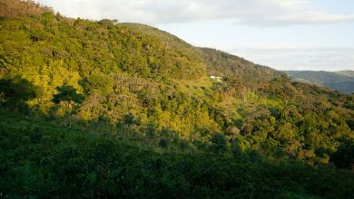 Rainforest Conservation Projects in Brazil Rainforest Conservation Projects in Brazil