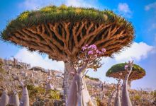 Socotra Island Socotra Island