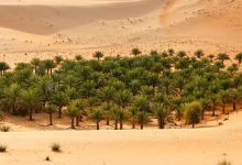 UAE Desert Greening Projects UAE Desert Greening Projects