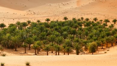 UAE Desert Greening Projects UAE Desert Greening Projects