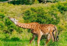 Wildlife Safaris Kenya Wildlife Safaris Kenya