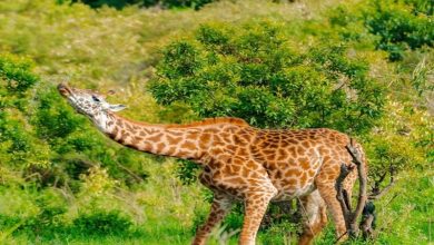 Wildlife Safaris Kenya Wildlife Safaris Kenya