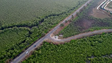 Mangrove Cover in Mumbai Mangrove Cover in Mumbai