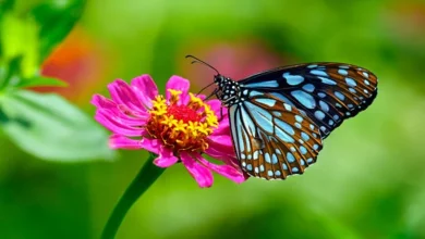 Tropical Plants Bloom Tropical Plants Bloom