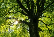 Untitled design 2026 04 20T163321.482 urban trees cooling heatwave