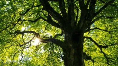 Untitled design 2026 04 20T163321.482 urban trees cooling heatwave