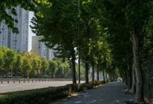 Untitled design 2026 04 24T212355.228 Mumbai Tree Census 2026