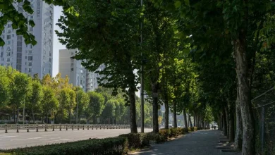 Untitled design 2026 04 24T212355.228 Mumbai Tree Census 2026