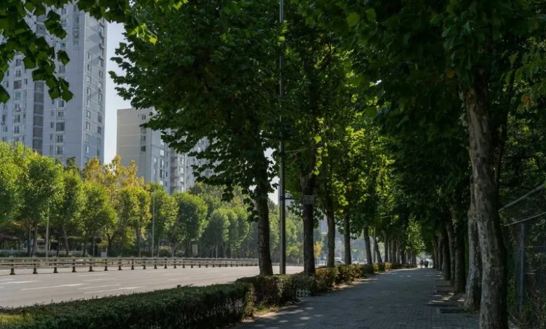 Untitled design 2026 04 24T212355.228 Mumbai Tree Census 2026