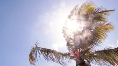 Fake Cool Breeze Fake Cool Breeze