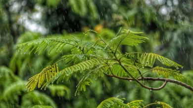 Pre Monsoon Rains Starting India monsoon 2026 date prediction