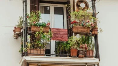 balcony plants survive India summer heat 2026 balcony plants survive India summer heat 2026