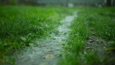 ‘False Monsoon Effect ‘False Monsoon’ Effect