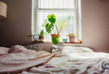 Indoor Plants for Humid Bedrooms Indoor Plants for Humid Bedrooms