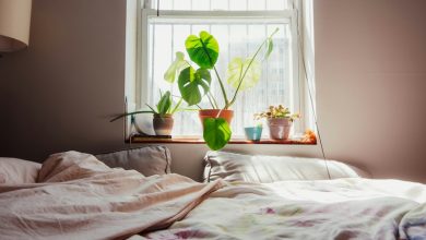 Indoor Plants for Humid Bedrooms Indoor Plants for Humid Bedrooms