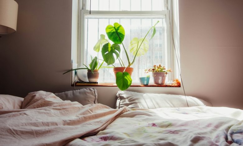 Indoor Plants for Humid Bedrooms Indoor Plants for Humid Bedrooms