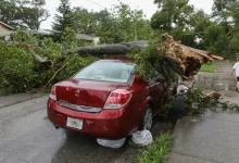 Tree Falls on Car in Monsoon Tree Falls on Car in Monsoon