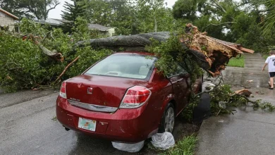 Tree Falls on Car in Monsoon Tree Falls on Car in Monsoon