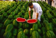 Watermelon Watermelon