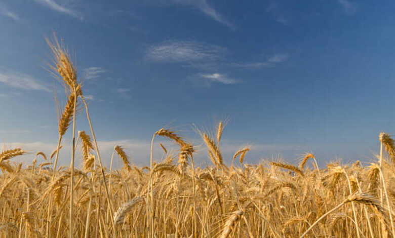 monsoon delayed 1 2026 Monsoon Delayed: 3 Reasons June Is So Dry