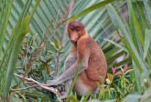 Andaman Endemic Species Andaman Endemic Species