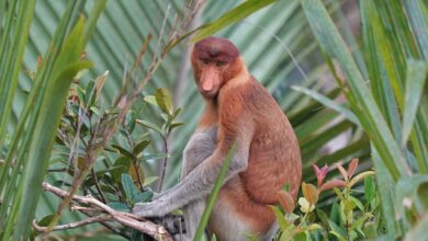 Andaman Endemic Species Andaman Endemic Species