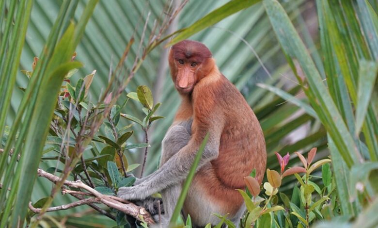 Andaman Endemic Species