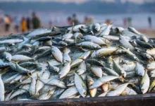 Bangladesh Hilsa Ban Bangladesh Hilsa Ban