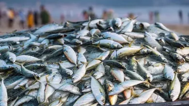 Bangladesh Hilsa Ban Bangladesh Hilsa Ban