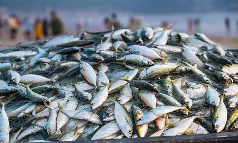 Bangladesh Hilsa Ban