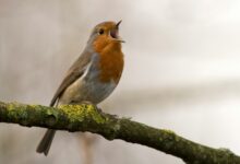Birds Bird Songs and Biodiversity