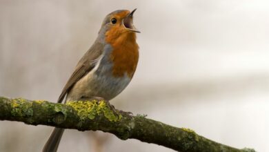 Birds Bird Songs and Biodiversity